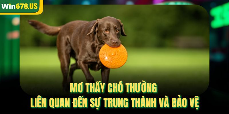 Mơ thấy chó thường liên quan đến sự trung thành và bảo vệ