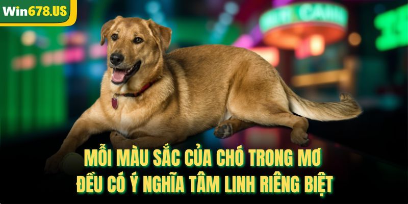 Mỗi màu sắc của chó trong mơ đều có ý nghĩa tâm linh riêng biệt